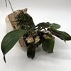 dendrobium lamellatum purple 